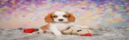 Beaglier dogs for sale: Brooke - Ad 11