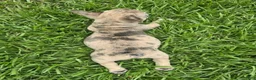 French Bulldog dogs for sale: Alfie - Ad 5
