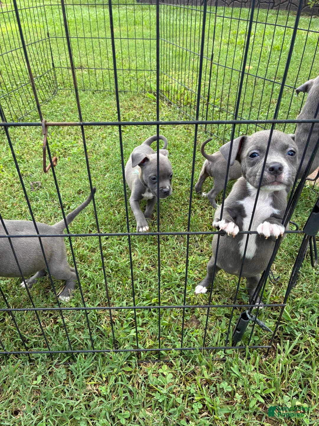 American Pit Bull Terrier dogs for sale: American Pit Bull Terrier 5 - Ad 1