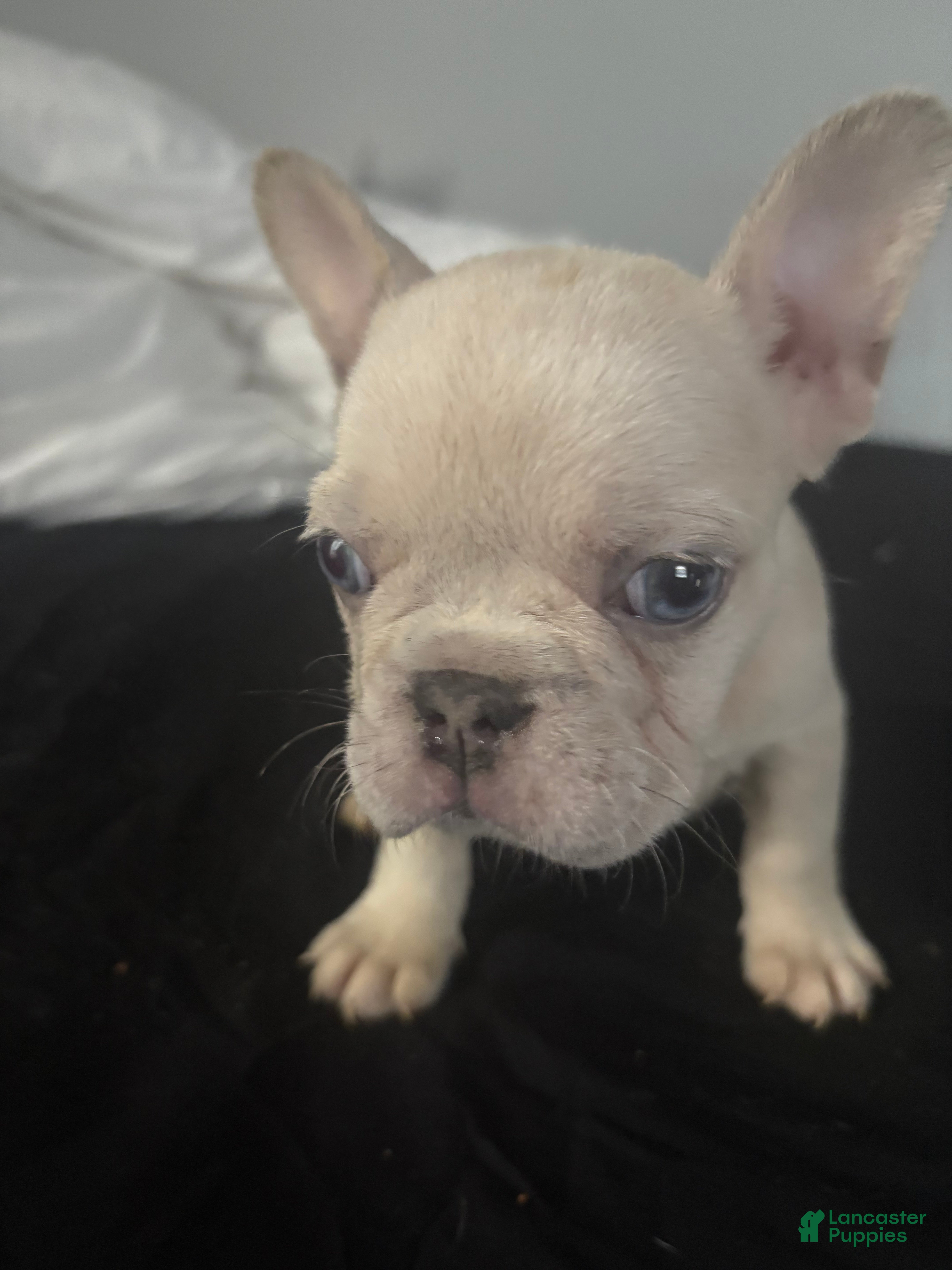 French Bulldog dogs junie  - Ad 22