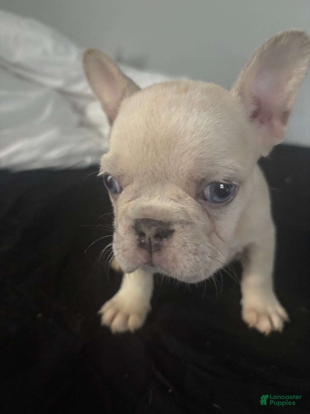 French Bulldog dogs for sale: junie  - Ad 1