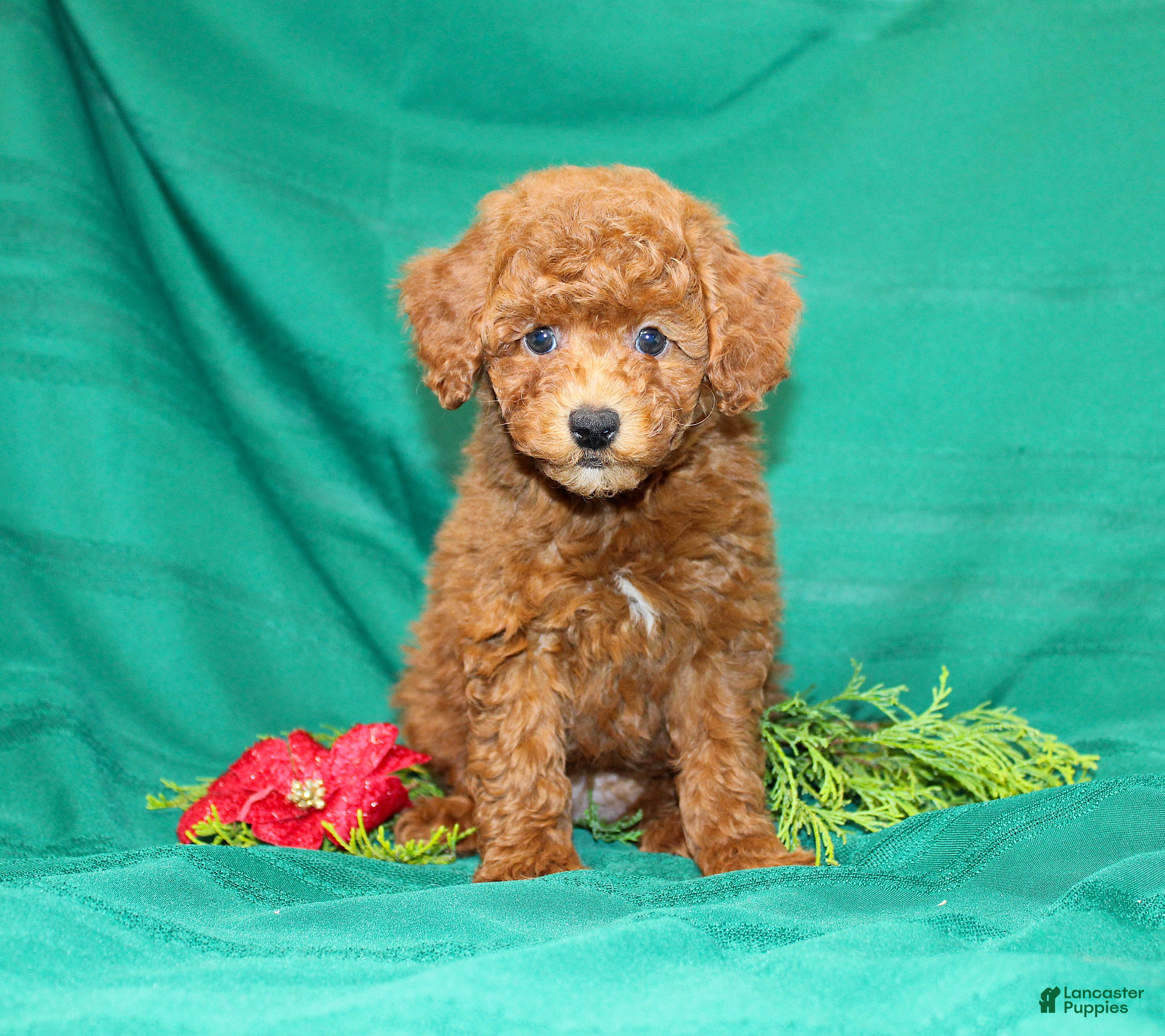 Miniature Poodle dogs Odessa - Ad 30