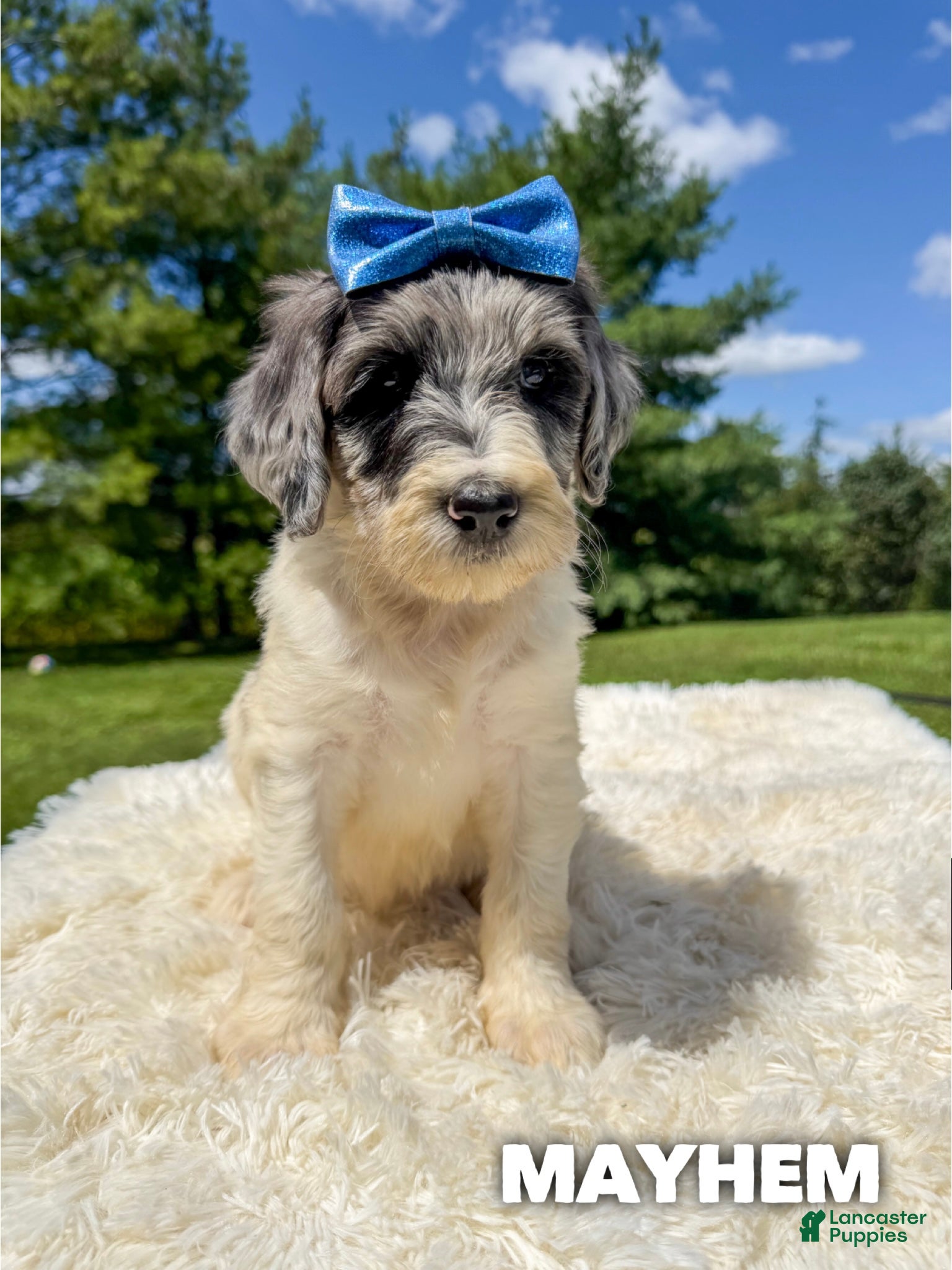Goldendoodle dogs Mayhem - Standard F1b - Ad 22