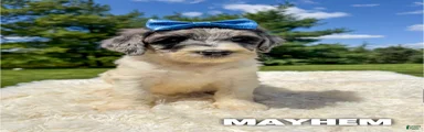 Mayhem - Standard F1b
