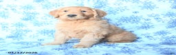 Golden Retriever dogs for sale: Pluto - Ad 1