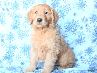 Golden Retriever dogs Pluto - Ad 3