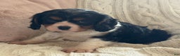Cavalier King Charles Spaniel dogs for sale: Oreo Cookie - Ad 7