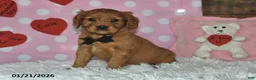 Miniature Golden Retriever dogs for sale: Cubit - Ad 9