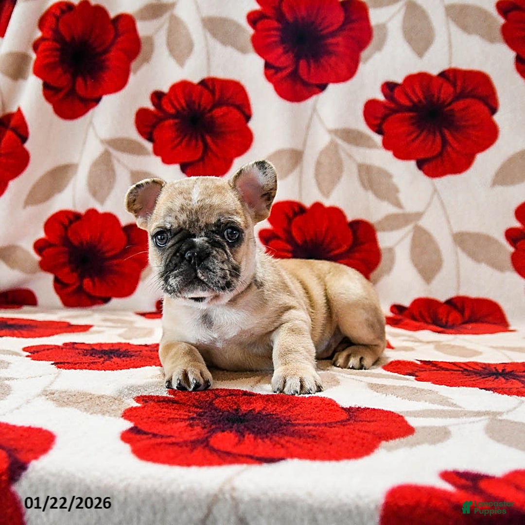 French Bulldog dogs for sale: Banks - Ad 4