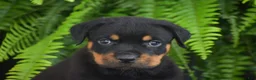 Rottweiler dogs for sale: Weston - Ad 3
