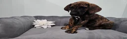 Great Dane dogs for sale: Brindle Princess - Ad 7