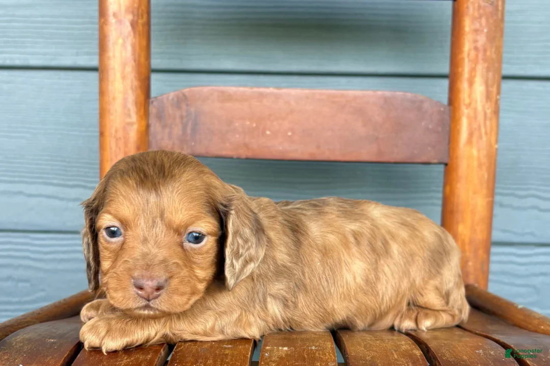 Miniature Dachshund dogs for sale: Velvet - Ad 1