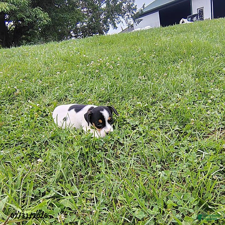 Jack Russell Terrier dogs Violet - Ad 2