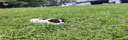 Jack Russell Terrier dogs for sale: Violet - Ad 2