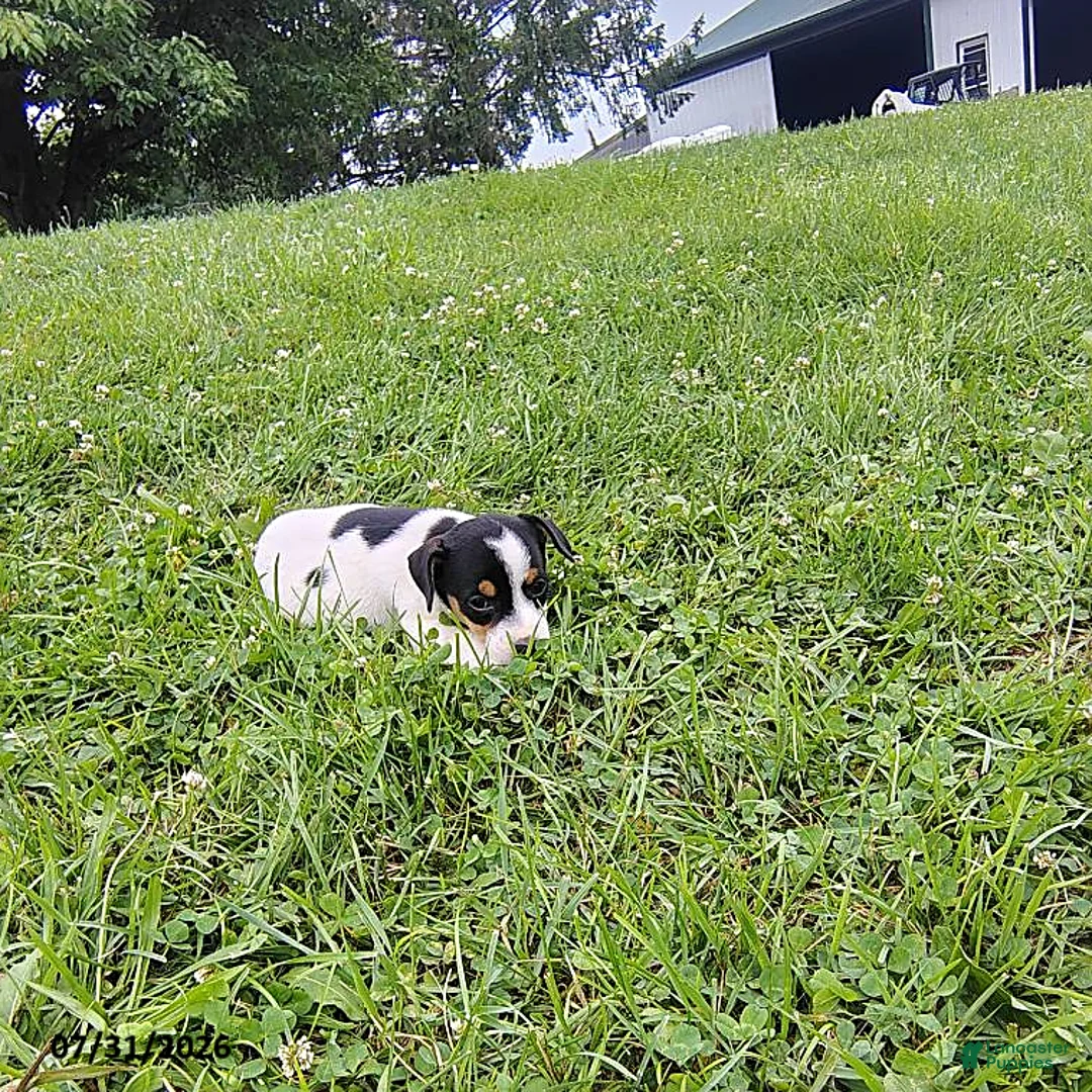 Jack Russell Terrier dogs for sale: Violet - Ad 2