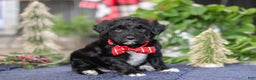 Portuguese Water Dog dogs for sale: Tristan - Ad 1