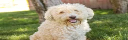 Mixed Breed dogs for sale: Tinker Bell MUNCHKIN BERNEDOODLE - Ad 11
