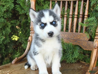 Siberian Husky dogs - Ad 11