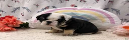 English Bulldog dogs for sale: Banjo - Ad 1