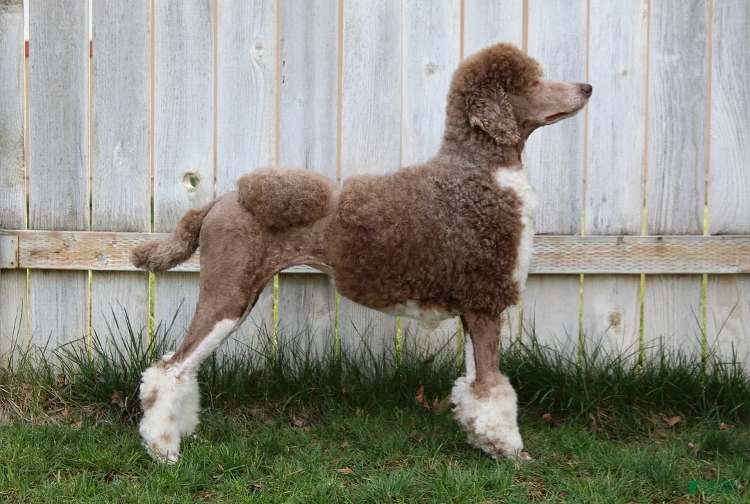 Standard Poodle dogs for sale: Standard Poodle 3 - Ad 2