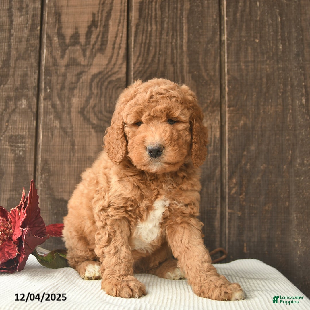 Mini Goldendoodle dogs for sale: Santa    - Ad 1