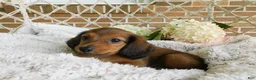 Miniature Dachshund dogs for sale: Jasper  - Ad 4