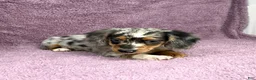 Miniature Dachshund dogs for sale: Alex - Ad 3