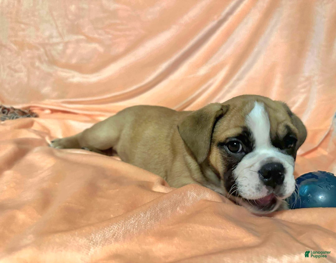 English Bulldog dogs for sale: English Bulldog Luna - Ad 2