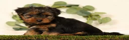 Yorkshire Terrier dogs for sale: Bella - Ad 6