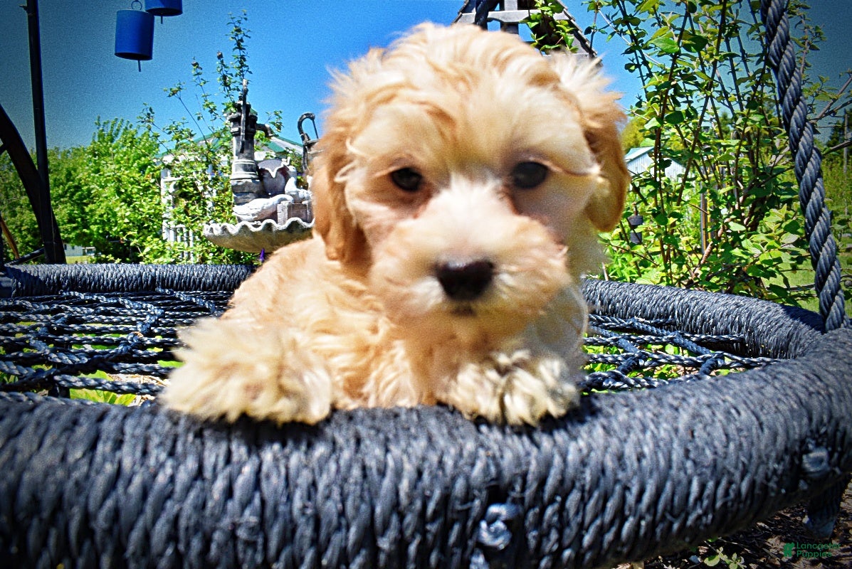 Havapoo dogs Nessie - Ad 2