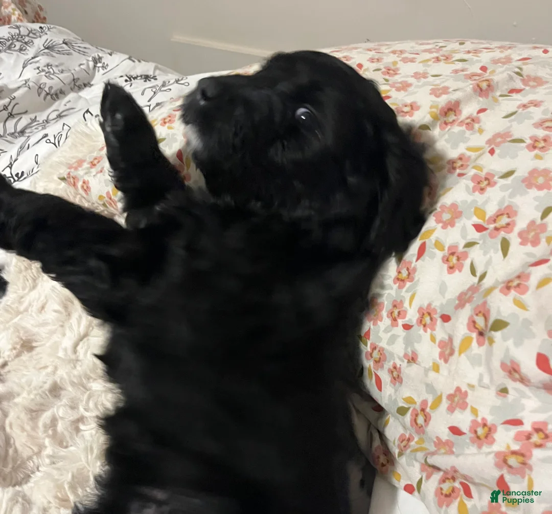 Aussiedoodle dogs for sale: Lucky  - Ad 1