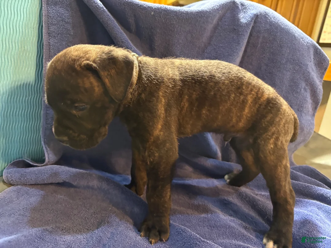 Cane Corso dogs for sale: Clyde   Light gray collar,  - Ad 2