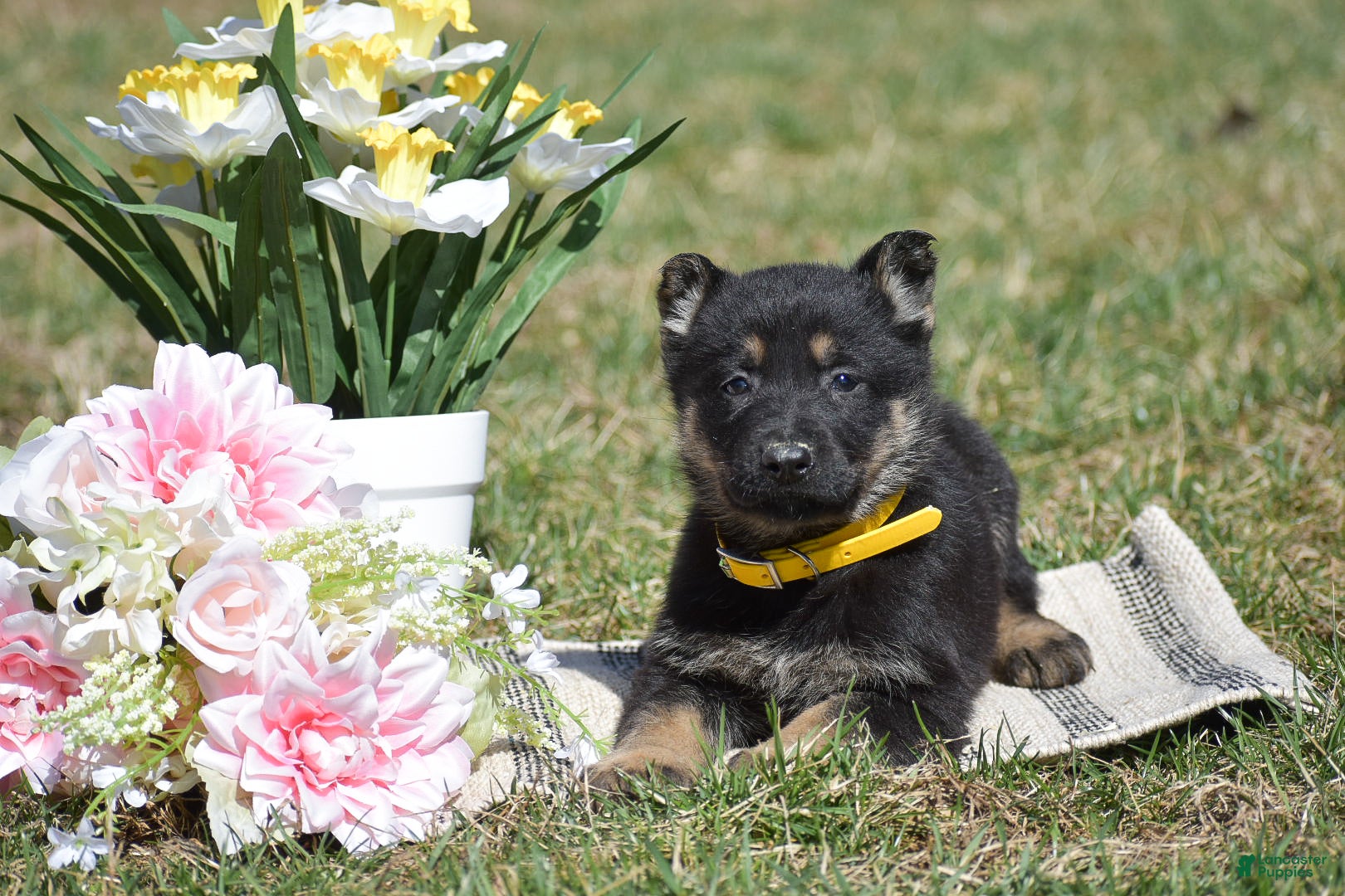 German Shepherd dogs Emma - Ad 2
