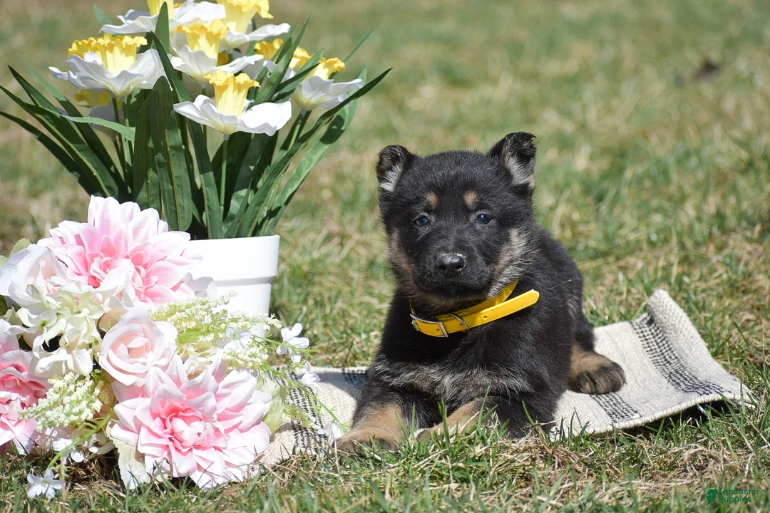 German Shepherd dogs for sale: Emma - Ad 2