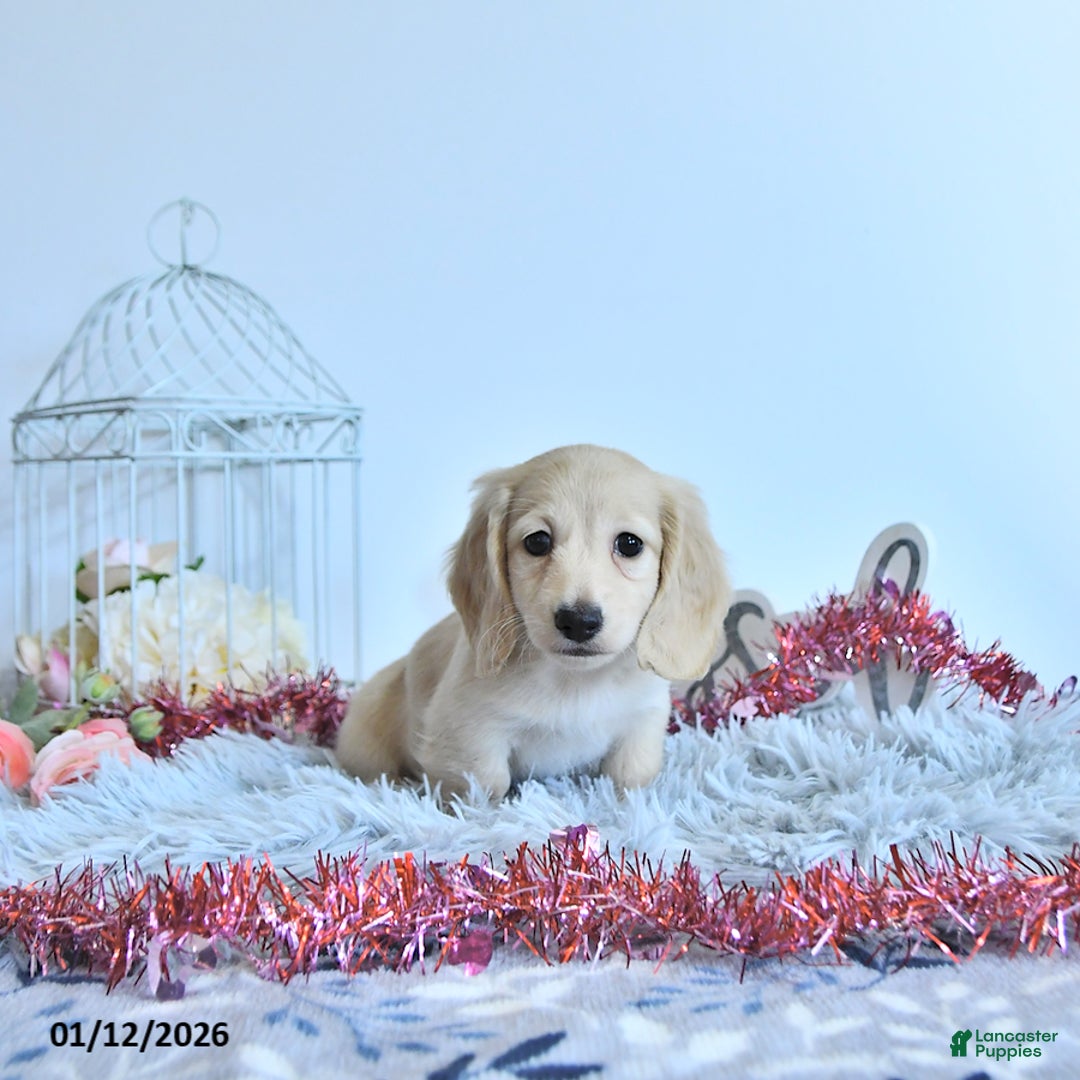 Miniature Dachshund dogs for sale: Emmeline - Ad 3