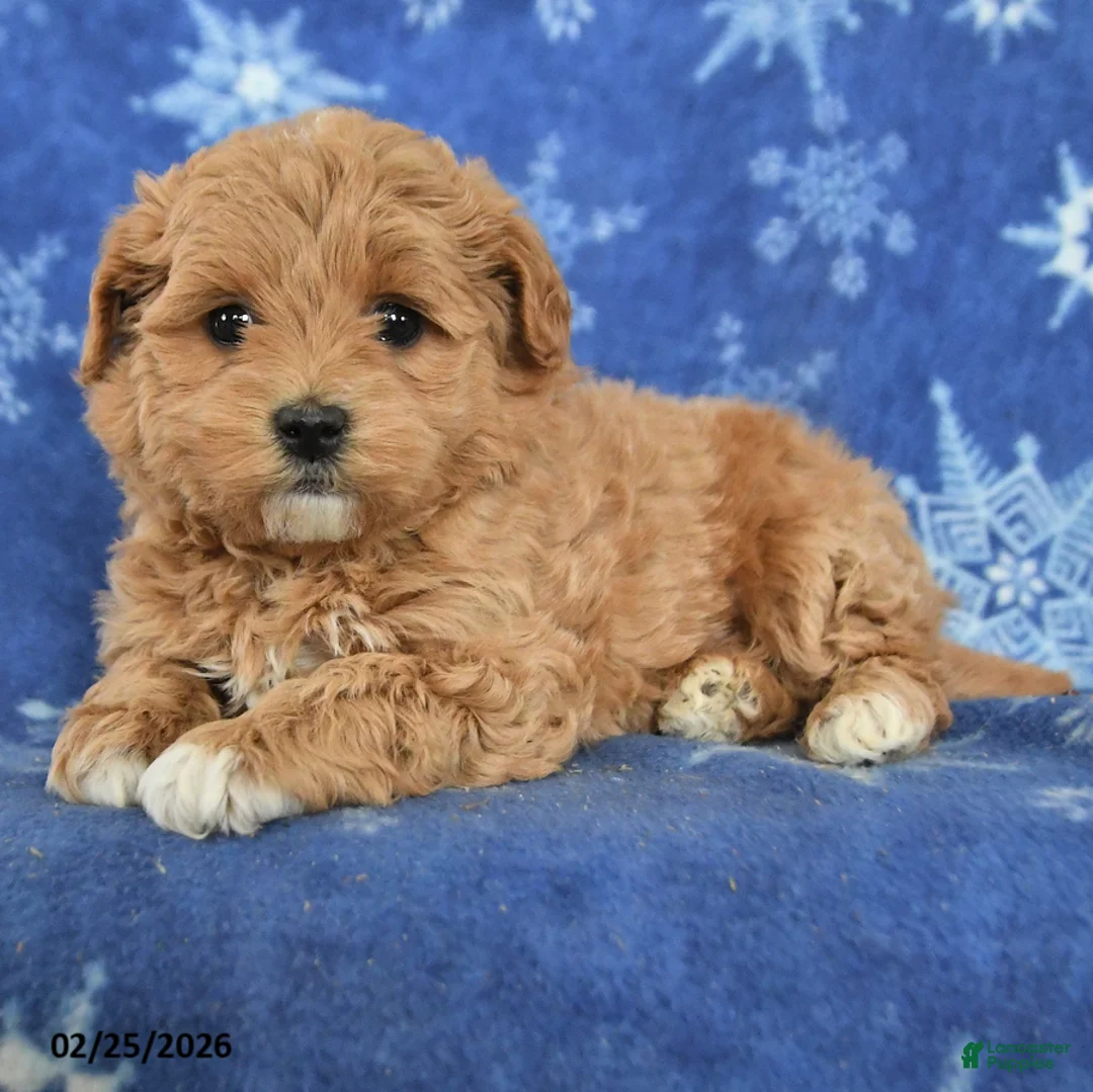 Maltipoo dogs for sale: Gabe - Ad 3