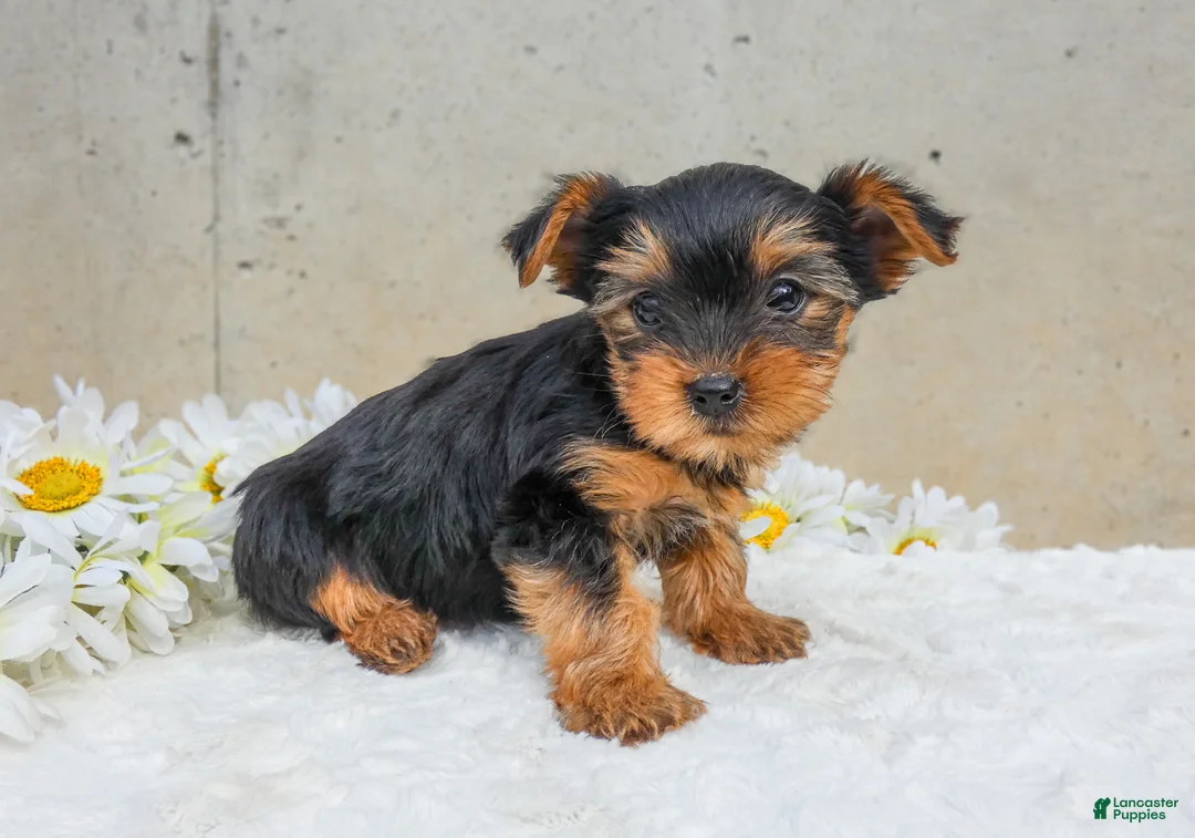 Yorkshire Terrier dogs for sale: Jazzy - Ad 2