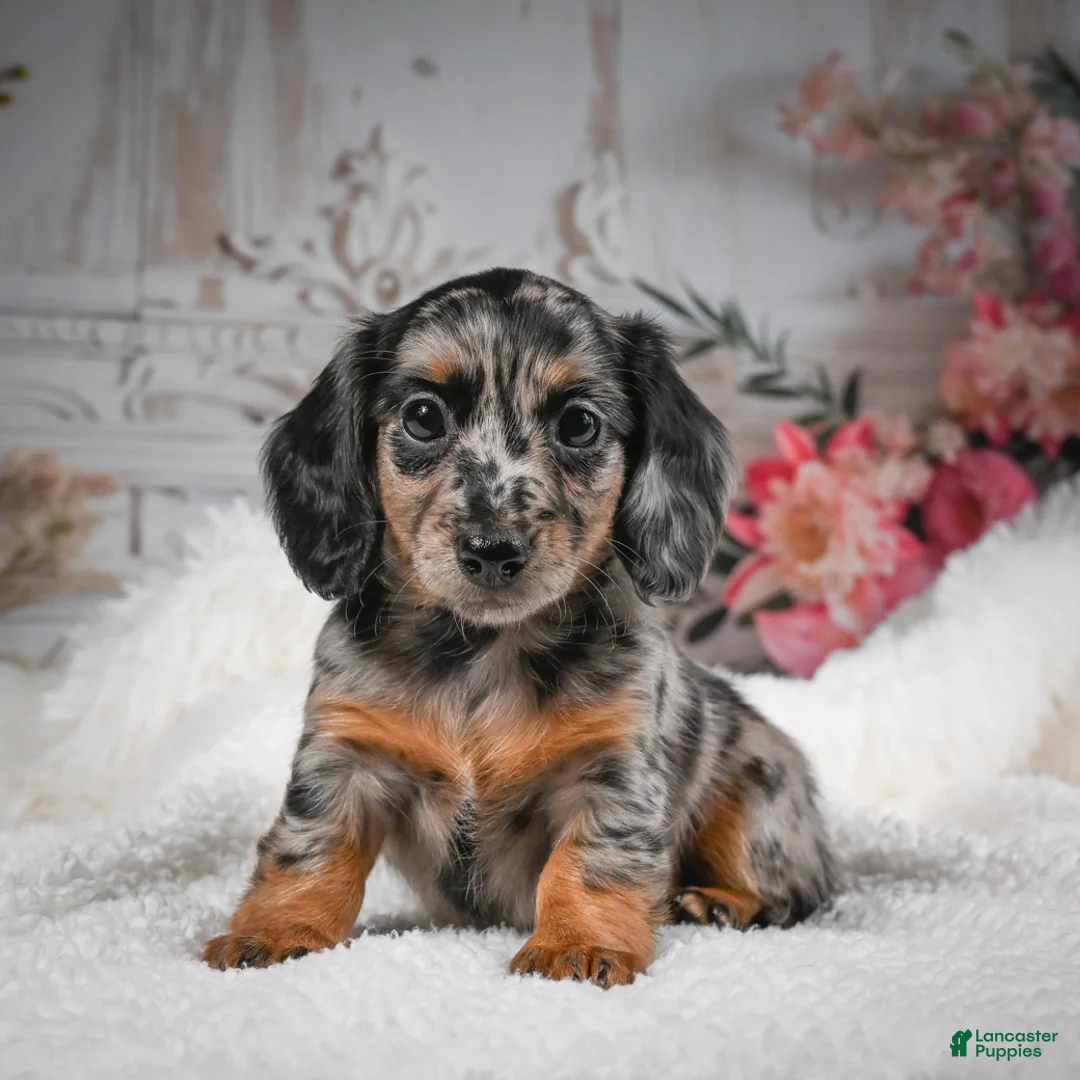Miniature Dachshund dogs for sale: AKC-Brooklyn - Ad 1