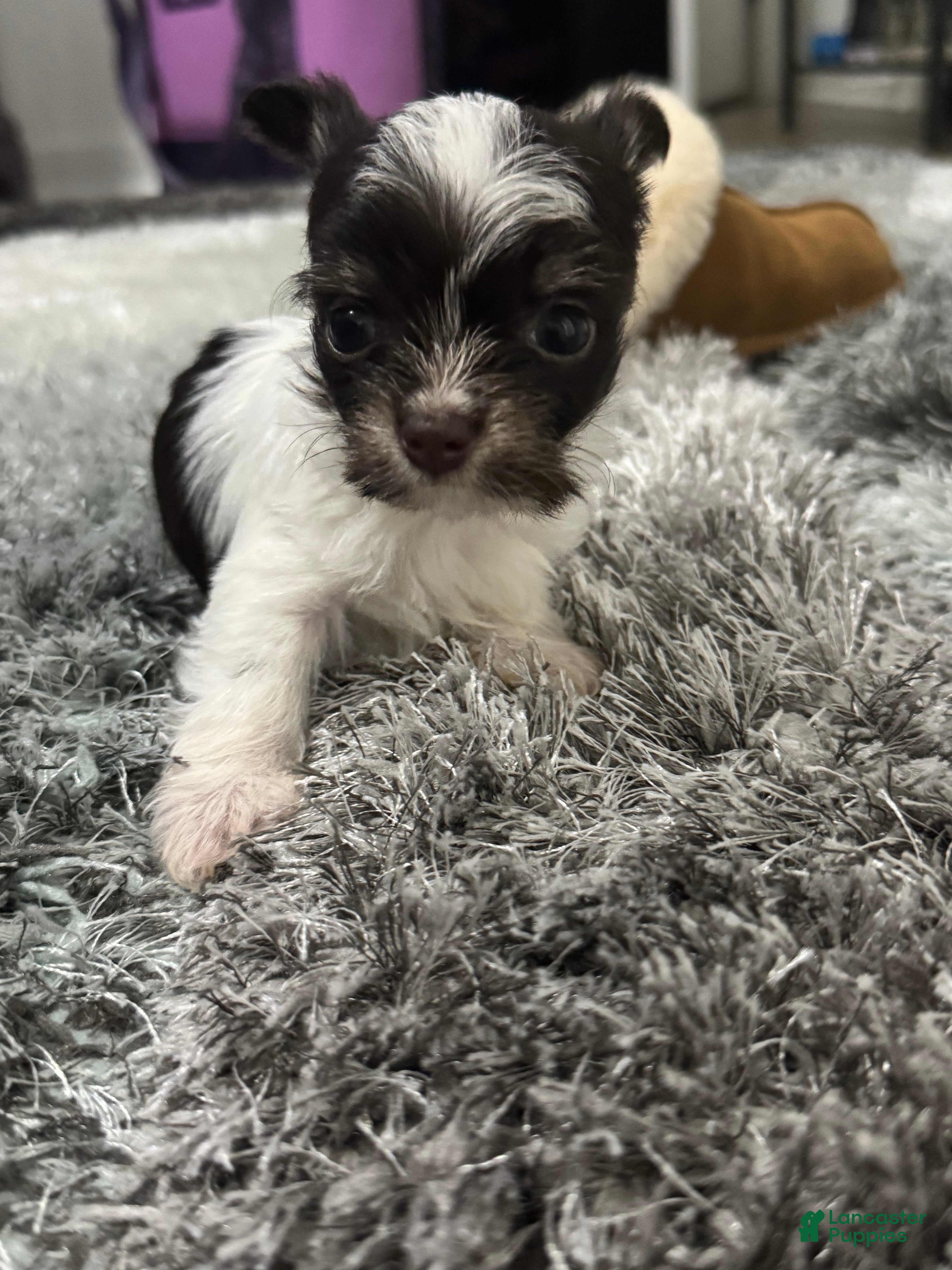 Yorkshire Terrier dogs Yorkshire Terrier 2 - Ad 1