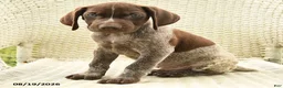 German Shorthaired Pointer dogs for sale: Henry - Ad 4