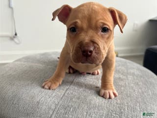 American Bully dogs American Bully Puppy 1 - Ad 34