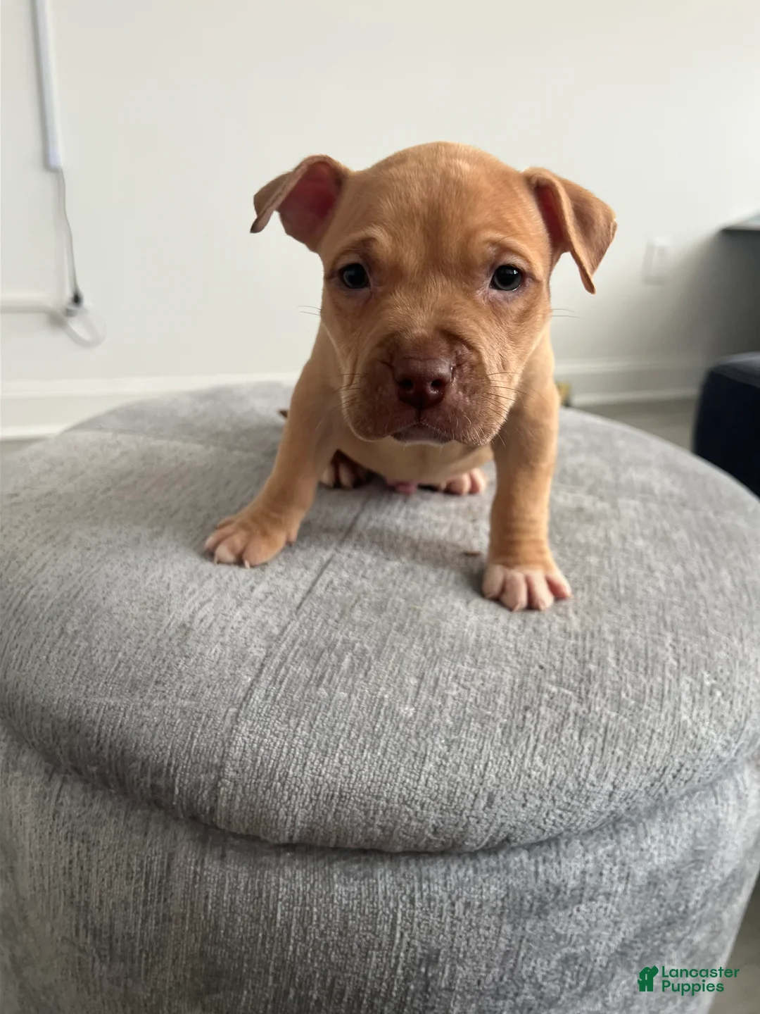 American Bully dogs for sale: American Bully Puppy 1 - Ad 1