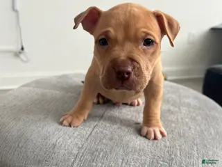 American Bully dogs American Bully Puppy 1 - Ad 1