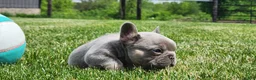 French Bulldog dogs for sale: Jayden  - Ad 4