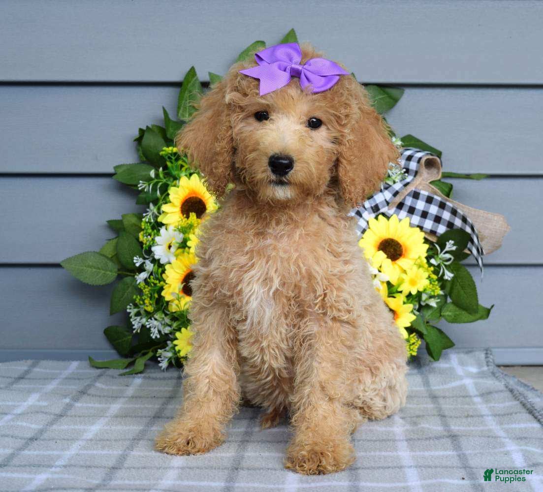 Goldendoodle dogs Flora - Ad 1