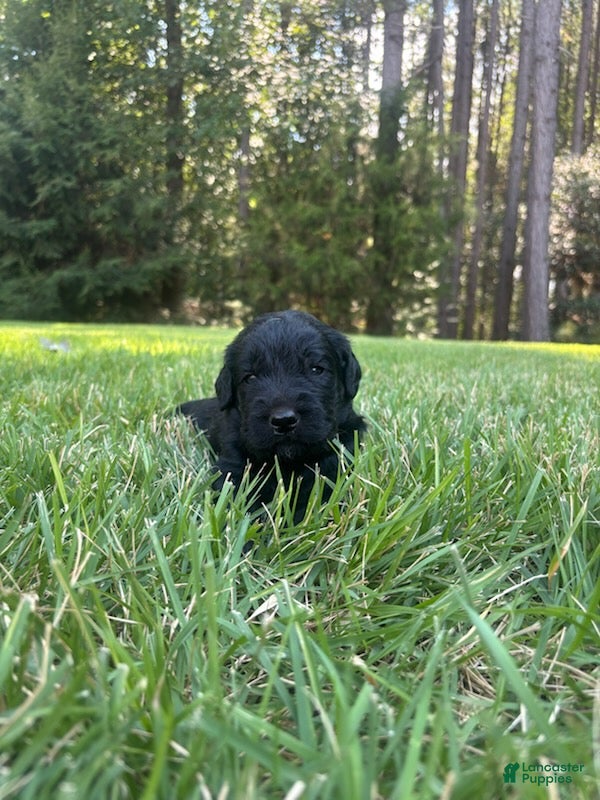 Goldendoodle dogs Coal - Ad 2