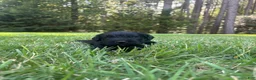 Goldendoodle dogs for sale: Coal - Ad 2