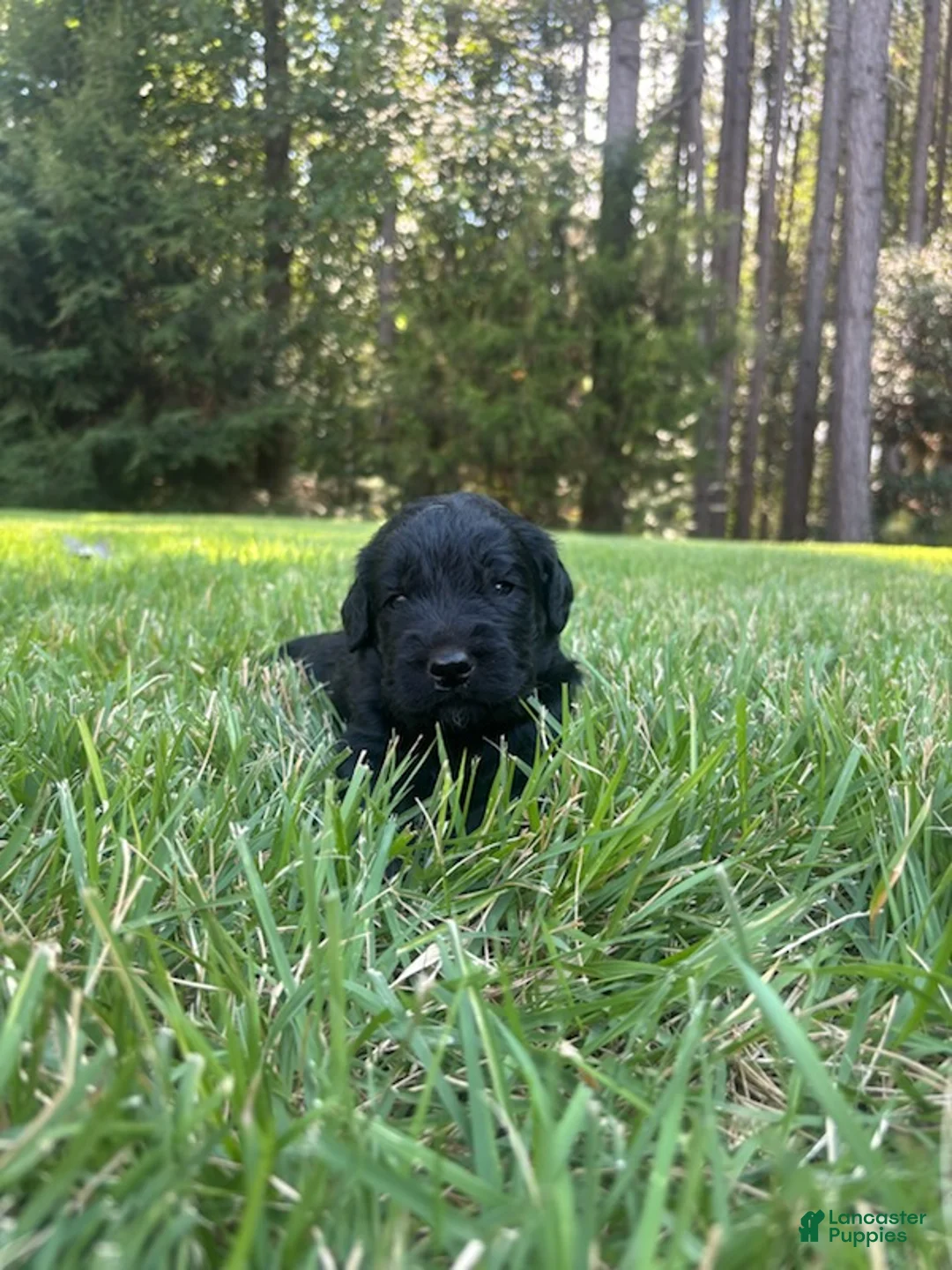 Goldendoodle dogs for sale: Coal - Ad 2