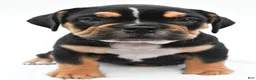 Beabull dogs for sale: Jenny - Ad 4