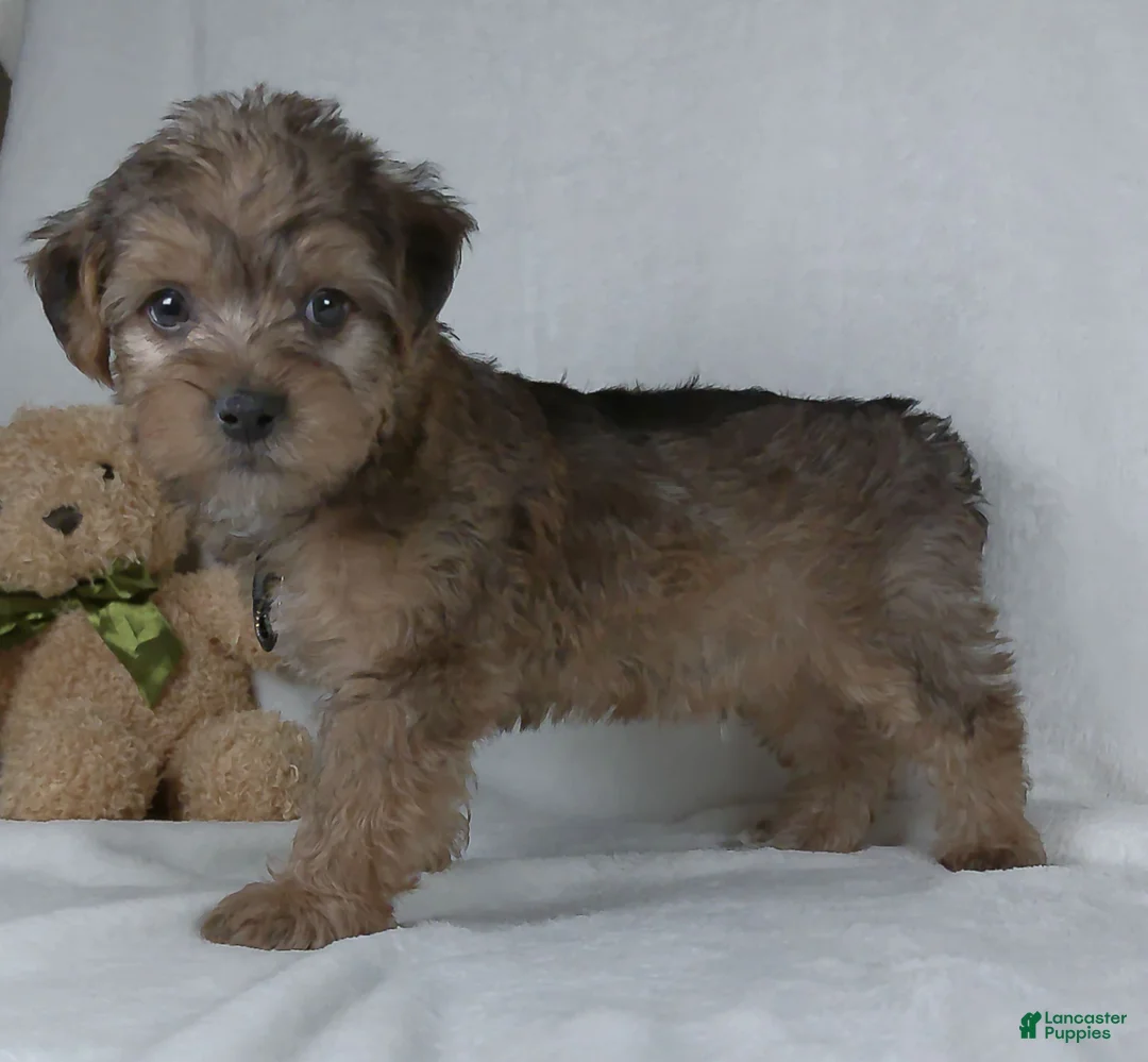 Yorkiepoo dogs for sale: Kaleb - Ad 4
